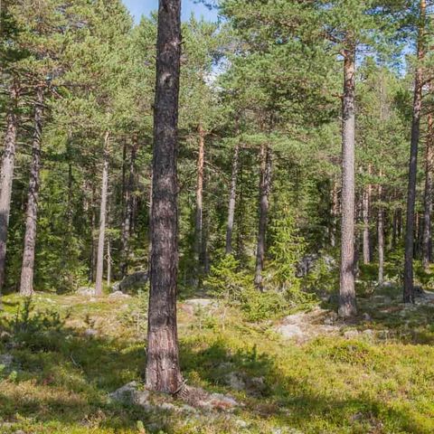 Skog/ trær til selvhogst i Åsane området ønskes