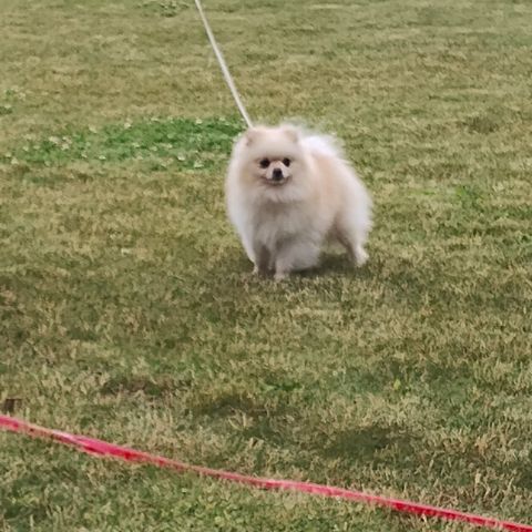 Hannhund 4år pomeranian