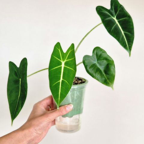 Alocasia Micholitziana 'Frydek'