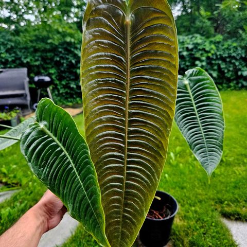 Anthurium Veitchii (Narrow form)