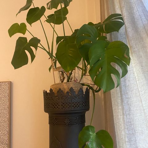 Stor monstera