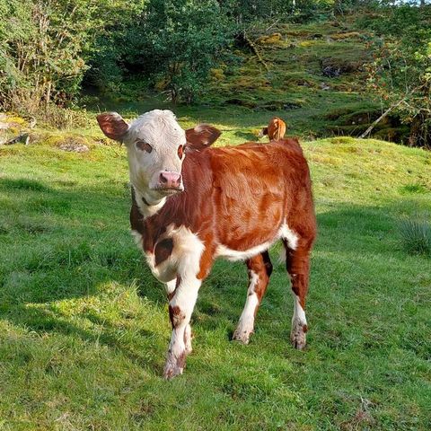 Hereford kvigekalver og oksekalver økologiske