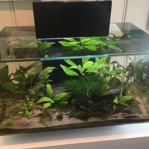 akvarium Fluval Edge 23L