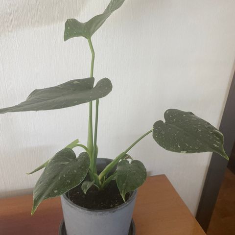 Monstera thai constellation