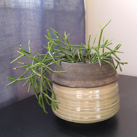 Planter : Hatiora