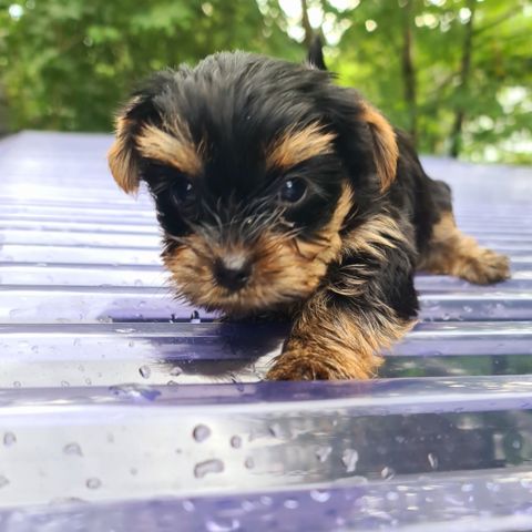 Yorkshire Terrier Tispe Valp