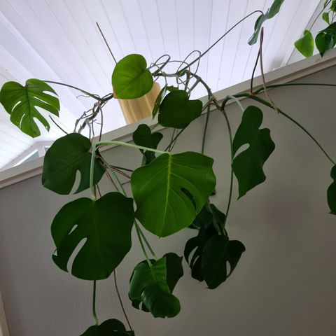 Billig!!Flott Monstera