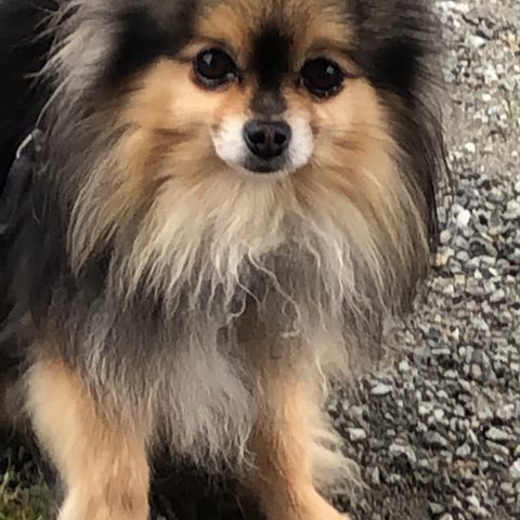 Pomchi hannhund 8 år