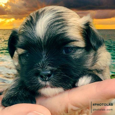 Allergivennlige shih tzu blandingsvalper