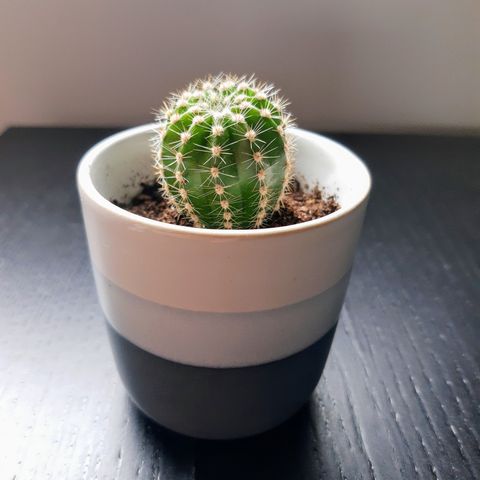 Planter : kaktus mini