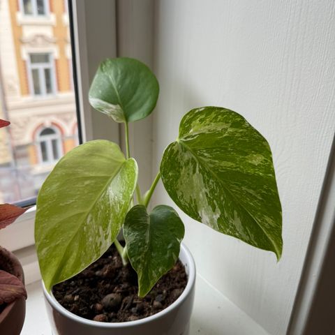 Monstera variegata