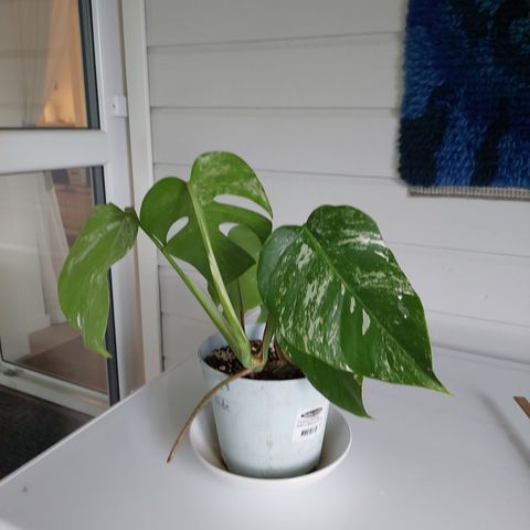 Monstera variegata