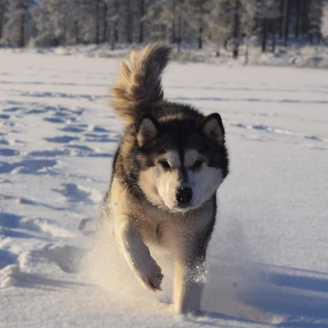 Alaskan Malamute tispe omplasseres