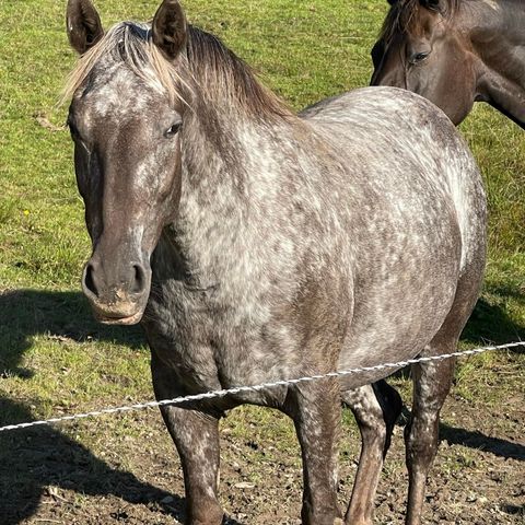 Appaloosa/quarter hoppe