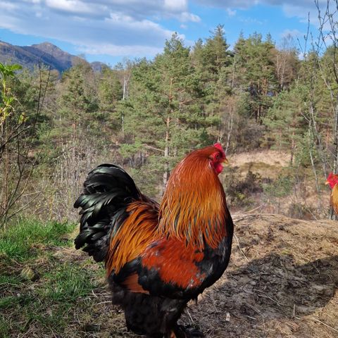 Brahma hane søker nytt heim