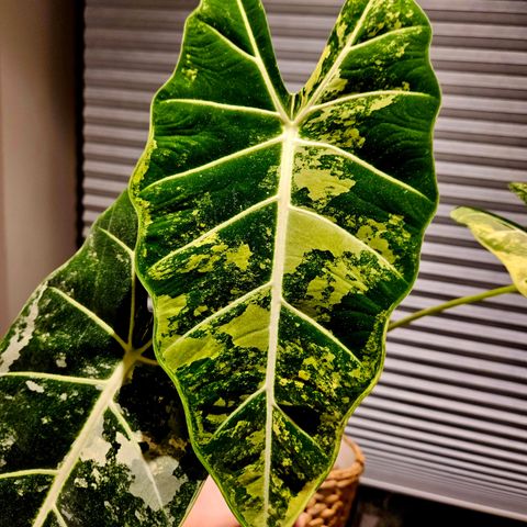 Alocasia Frydek Variegata corms and cuttings