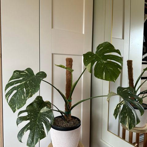 Monstera thai constellation