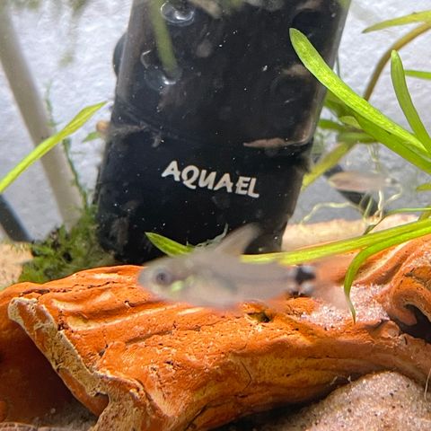 Corydoras Hastasu RESERVERT