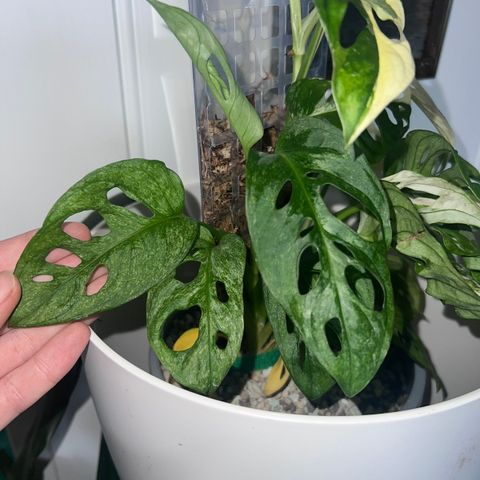 Monstera Adansonii EU mint stikling med noder