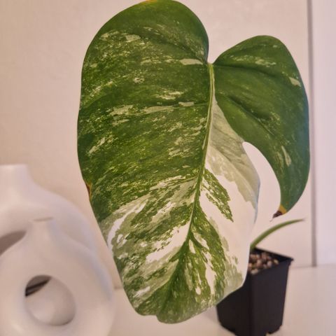 Monstera Albo Variegata