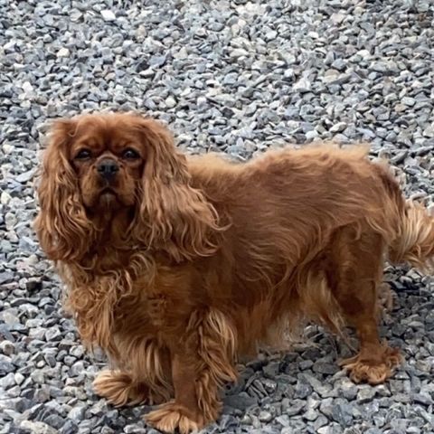 Cavalier King Charles spaniel og Tibetansk spaniel  valper