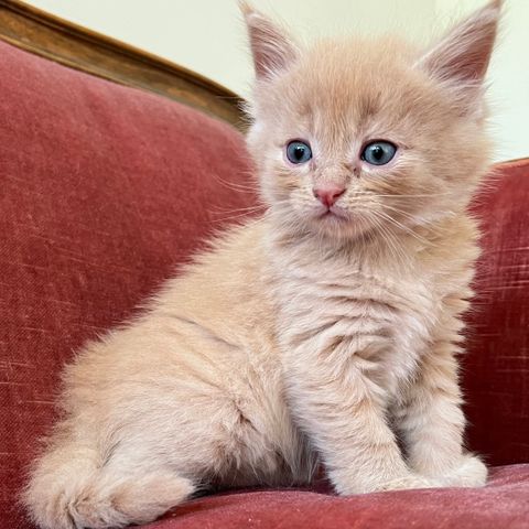 50% Maine coon Bamse 5 uker