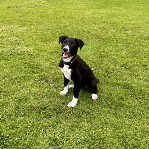 Border collie omplasseres