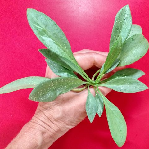 Hoya nicholsoniae "New Guinea Ghost" NS10-006 etablert plante