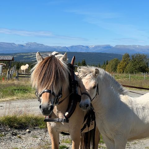 Fjordhest hingsteføll