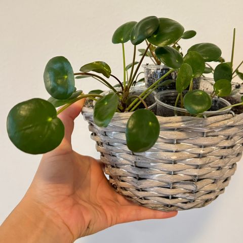 Pilea peperomiodes