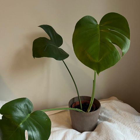 Monstera