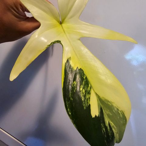 Philodendron Florida Beauty stikling