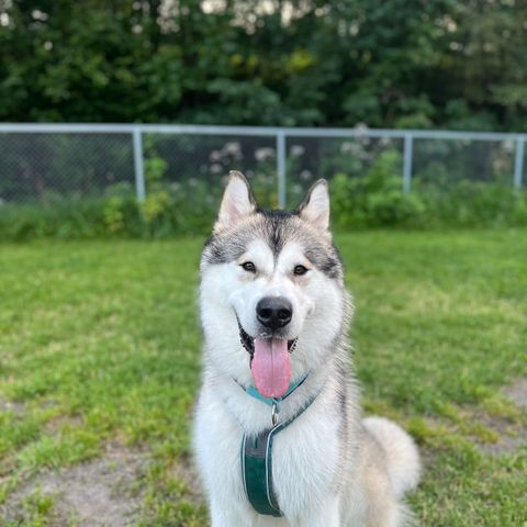 Dagpass til alaskan malamute