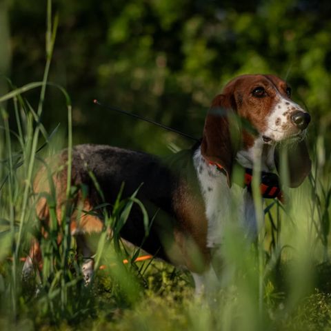 Basset Artesien Normand valper