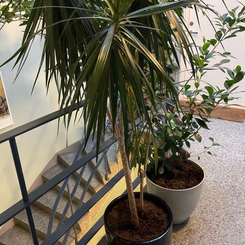 Kupp/Style bolig? Dracaena 1,80m m potte og jord.