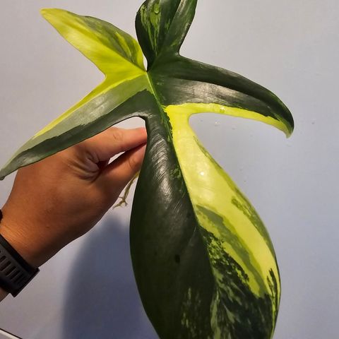 Philodendron Florida Beauty stikling