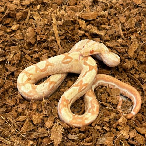 Sunglow Het Leopard jente