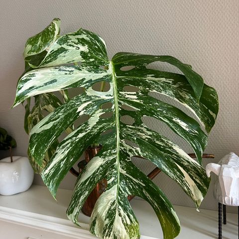 Stor Monstera Variegata Toppstikling