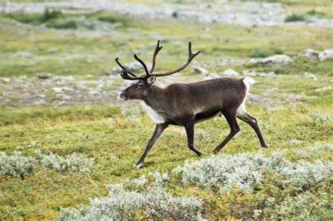 Reinsjakt i Setesdal ønskes