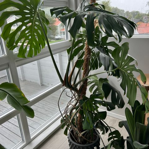 Stor monstera