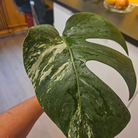 Monstera variegata