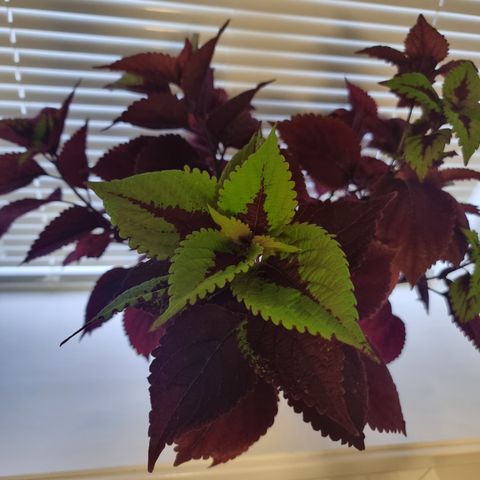 Coleus, Santa monika