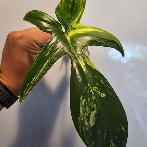 Philodendron Florida Beauty stikling