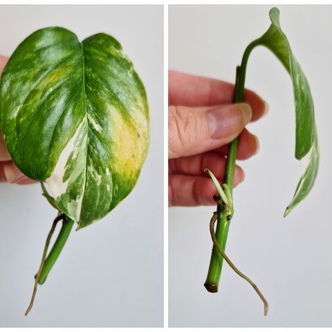 Monstera lechleriana variegata stikling av plante