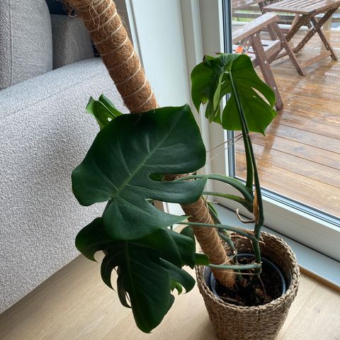 Monstera og potte