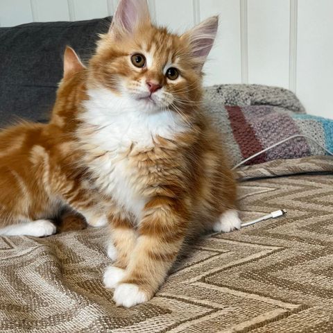 Maine Coon/Sibirmix gutter kun 1 ledig