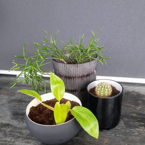 Planter : Hatiora, Philodendron, kaktus