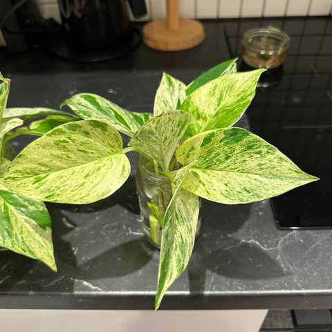 Epipremnum Marble Queen stiklinger