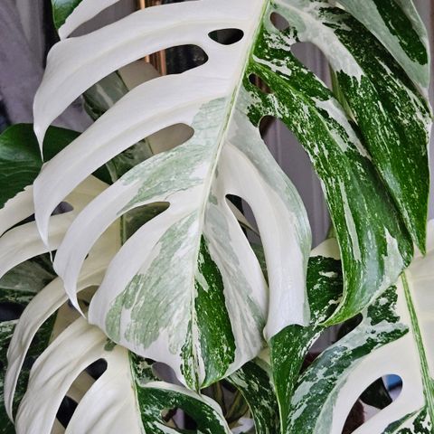 Stiklinger. Monstera variegata albo