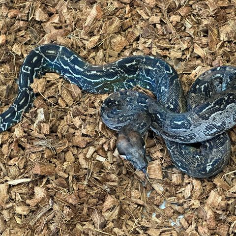 Leopard het Albino gutt